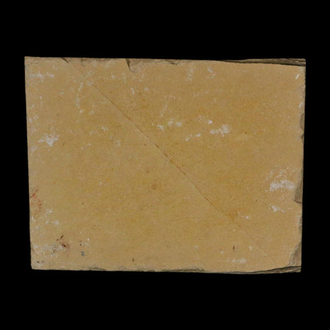 3.2" Pyrolusite Dendritic Limestone Solnhofen Upper Jurassic Age West Germany