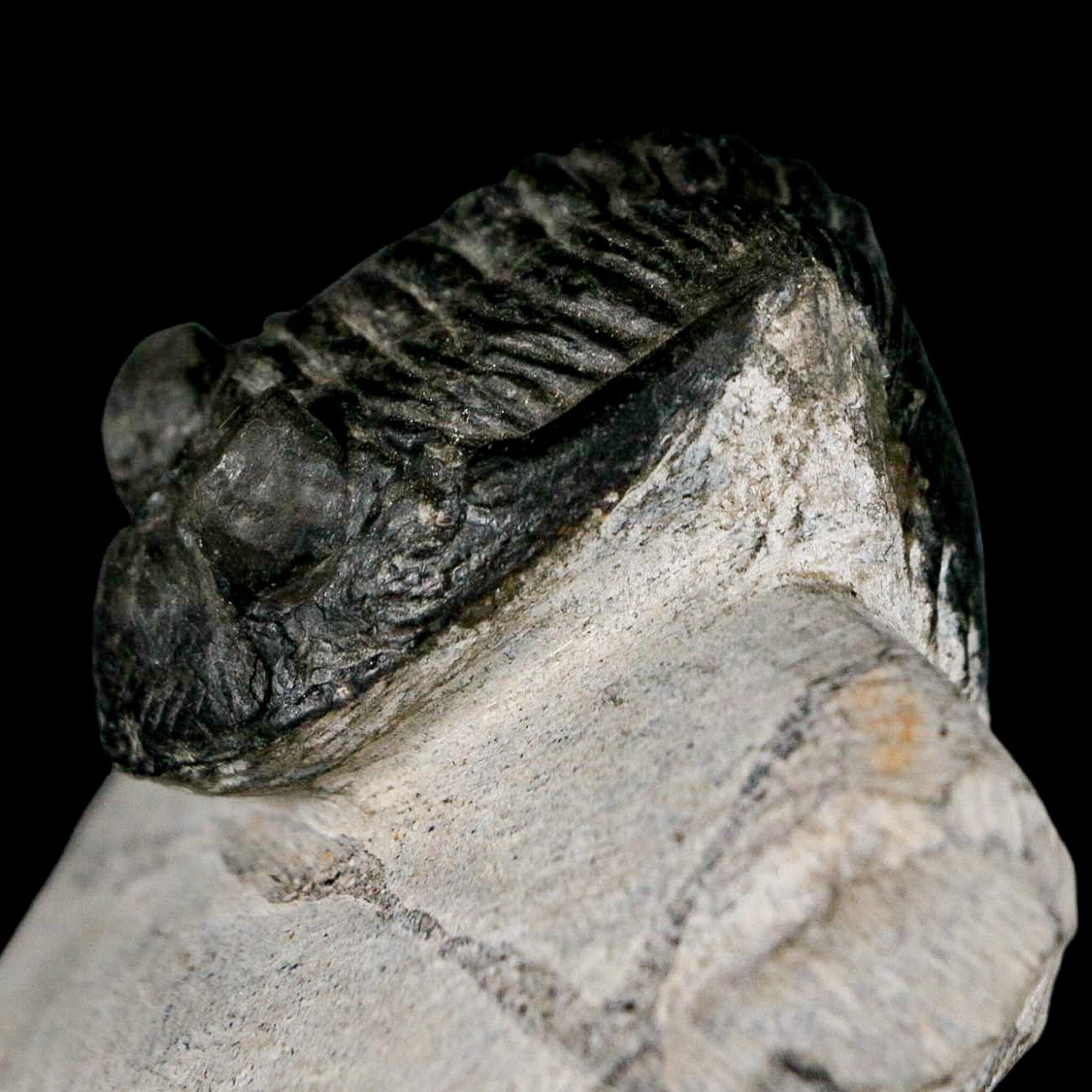 2" Metacanthina Issoumourensis Trilobite Fossil Devonian Age 400 Mil Yrs Old COA - Fossil Age Minerals