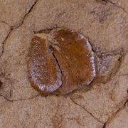 5.7" Cyclopteris Fossil Plant Seeds Fern Penny Quarry Stanger FM Ottawa, Kansas