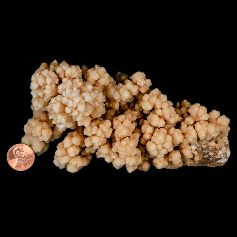 5.7" Botryoidal Aragonite Cave Calcite Crystal Cluster Mineral Specimen Morocco - Fossil Age Minerals