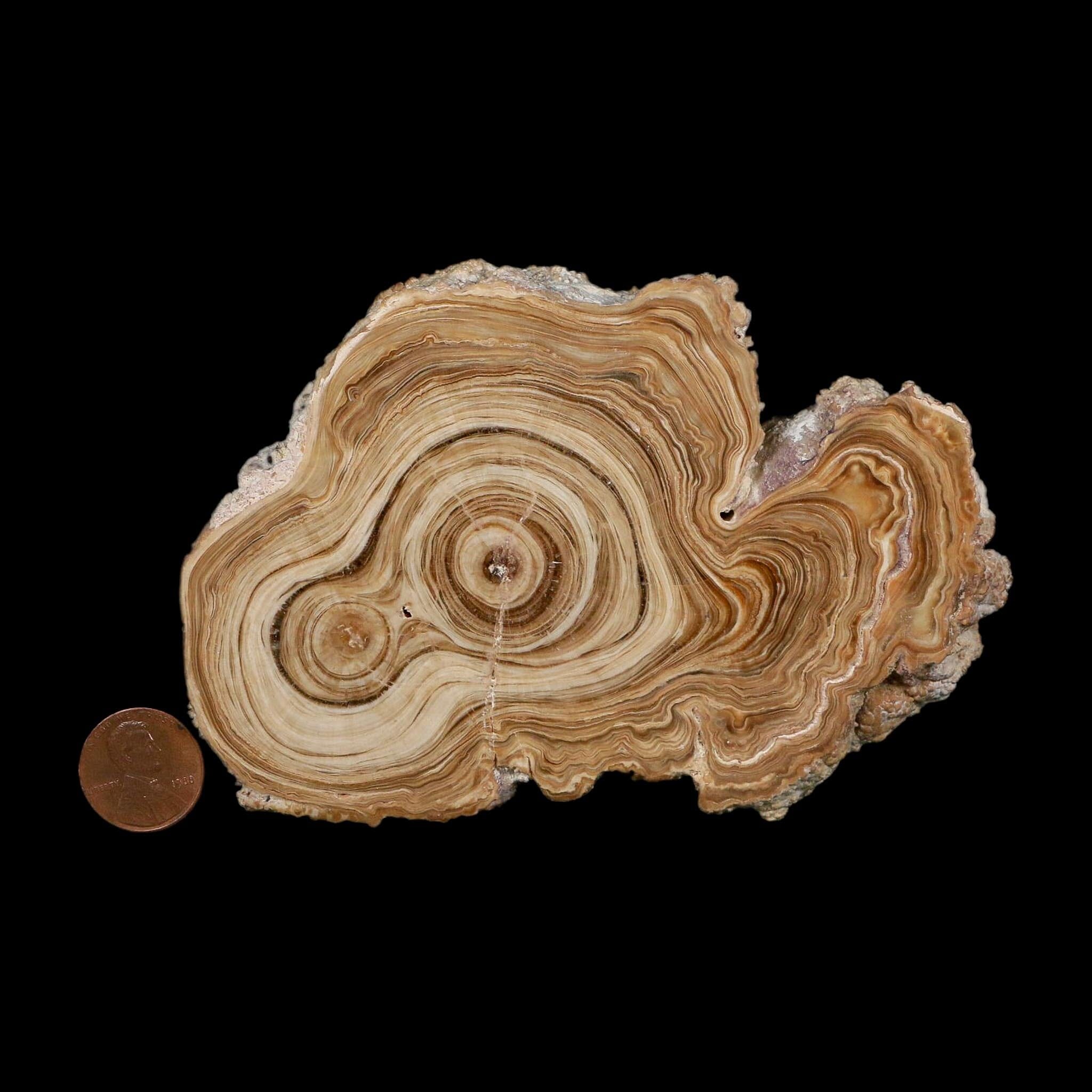 4.8" Aragonite Stalactite Slice Cave Calcite Crystal Mineral Specimen Morocco - Fossil Age Minerals