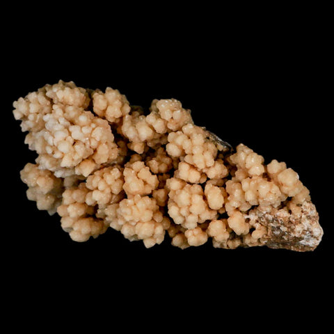 5.7" Botryoidal Aragonite Cave Calcite Crystal Cluster Mineral Specimen Morocco - Fossil Age Minerals