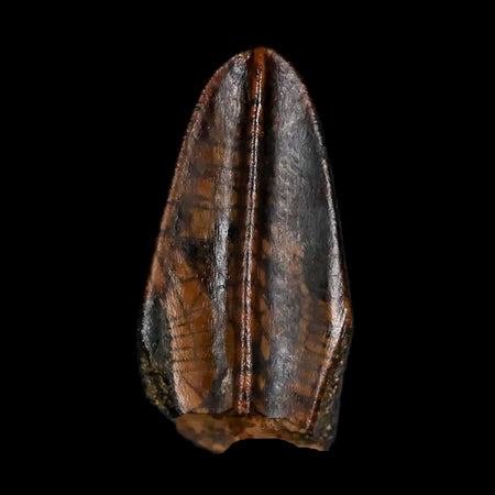 XL 0.9" Gryposaurus Fossil Tooth Duck-Billed Dinosaur Judith River MT COA, Display