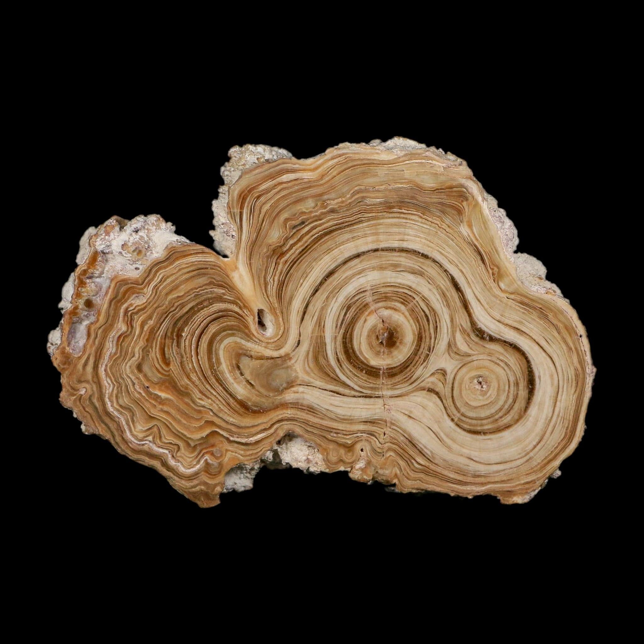 4.8" Aragonite Stalactite Slice Cave Calcite Crystal Mineral Specimen Morocco - Fossil Age Minerals