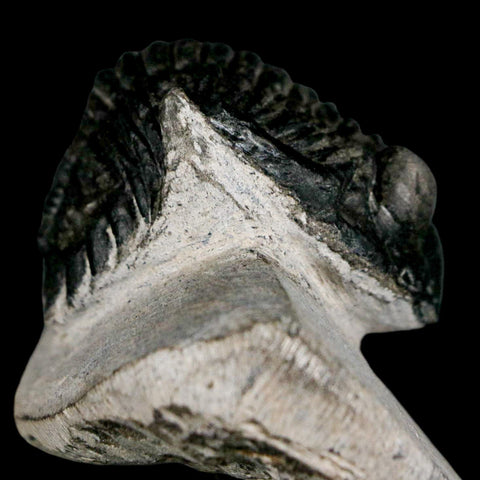 2" Metacanthina Issoumourensis Trilobite Fossil Devonian Age 400 Mil Yrs Old COA - Fossil Age Minerals