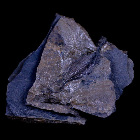 2.3" Detailed Fossil Branch 66-56 Million Years Old Paleocene Age Raton FM Colorado - Fossil Age Minerals