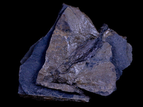 2.3" Detailed Fossil Branch 66-56 Million Years Old Paleocene Age Raton FM Colorado - Fossil Age Minerals