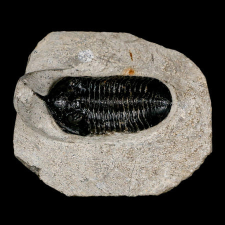 2.3" Morocconites Malladoides Trilobite Fossil Morocco Devonian Age Display COA