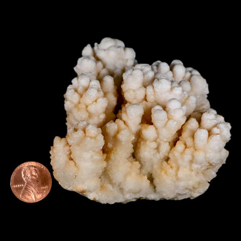 4" Botryoidal Aragonite Cave Calcite Crystal Cluster Mineral Specimen Morocco - Fossil Age Minerals