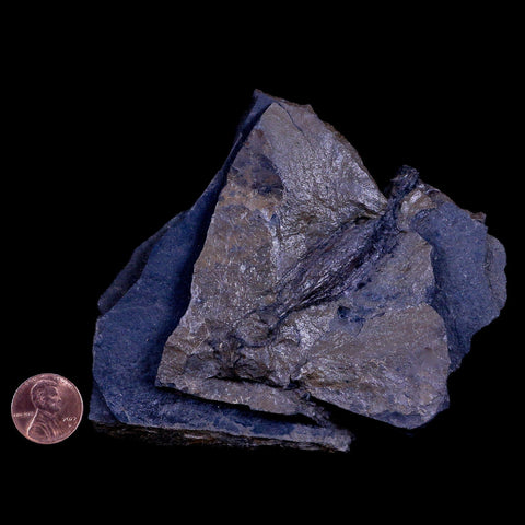 2.3" Detailed Fossil Branch 66-56 Million Years Old Paleocene Age Raton FM Colorado - Fossil Age Minerals