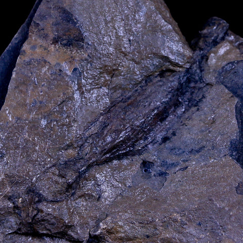 2.3" Detailed Fossil Branch 66-56 Million Years Old Paleocene Age Raton FM Colorado - Fossil Age Minerals