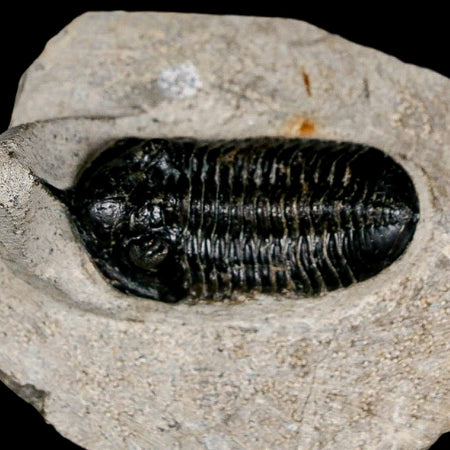 2.3" Morocconites Malladoides Trilobite Fossil Morocco Devonian Age Display COA