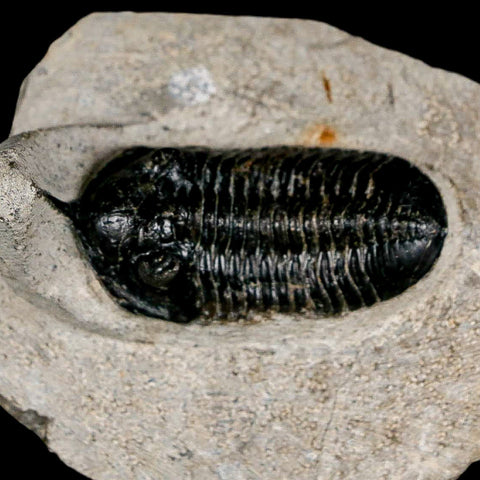 2.3" Morocconites Malladoides Trilobite Fossil Morocco Devonian Age Display COA - Fossil Age Minerals