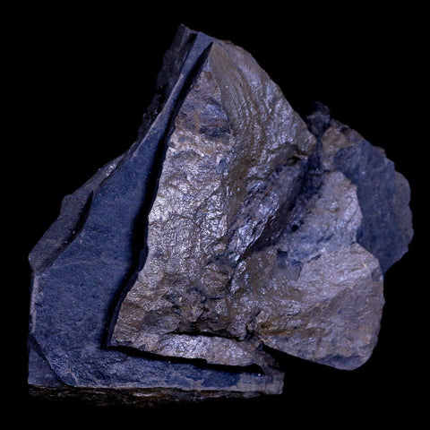 2.3" Detailed Fossil Branch 66-56 Million Years Old Paleocene Age Raton FM Colorado - Fossil Age Minerals