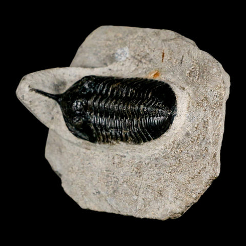 2.3" Morocconites Malladoides Trilobite Fossil Morocco Devonian Age Display COA - Fossil Age Minerals