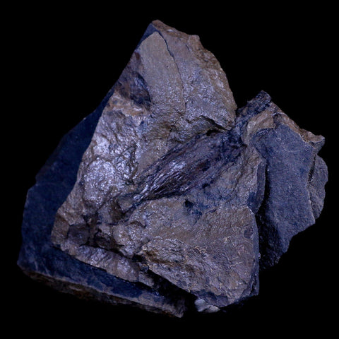 2.3" Detailed Fossil Branch 66-56 Million Years Old Paleocene Age Raton FM Colorado - Fossil Age Minerals