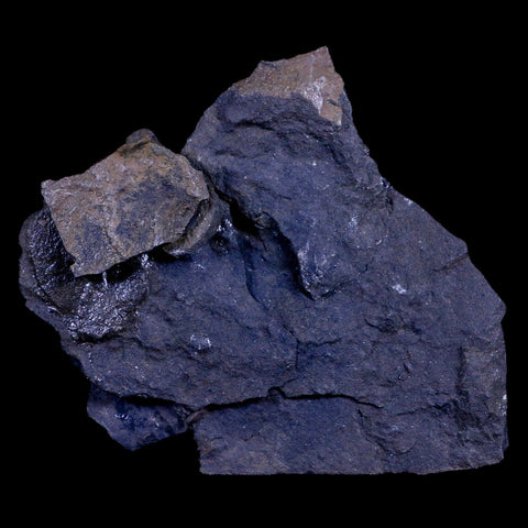 2.3" Detailed Fossil Branch 66-56 Million Years Old Paleocene Age Raton FM Colorado - Fossil Age Minerals