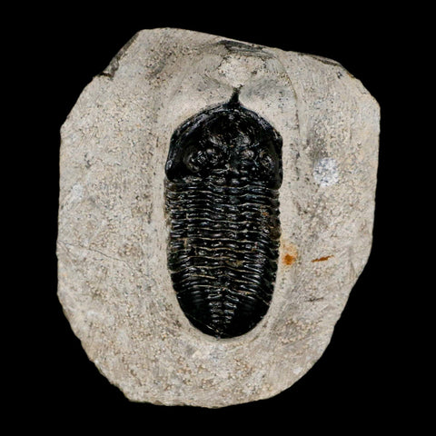 2.3" Morocconites Malladoides Trilobite Fossil Morocco Devonian Age Display COA - Fossil Age Minerals