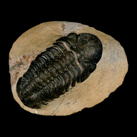 2.9" Reedops Cephalotes Trilobite Fossil Morocco Devonian Age 400 Mil Yrs Old COA