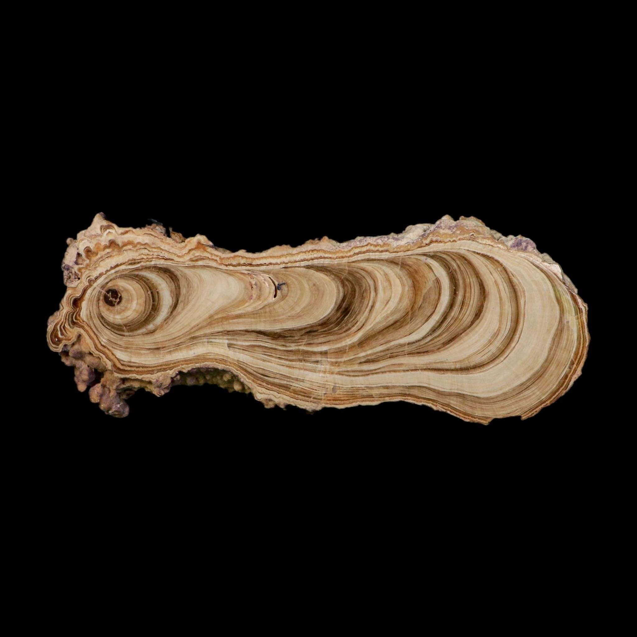 6.1" Aragonite Stalactite Slice Cave Calcite Crystal Mineral Specimen Morocco - Fossil Age Minerals