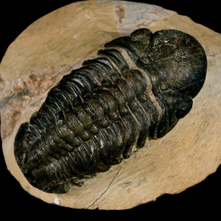 2.9" Reedops Cephalotes Trilobite Fossil Morocco Devonian Age 400 Mil Yrs Old COA