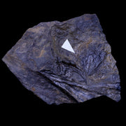 1.5" Viburnum Lakesii Fossil Leaf 66-56 Mil Yrs Old Paleocene Age Raton FM Colorado