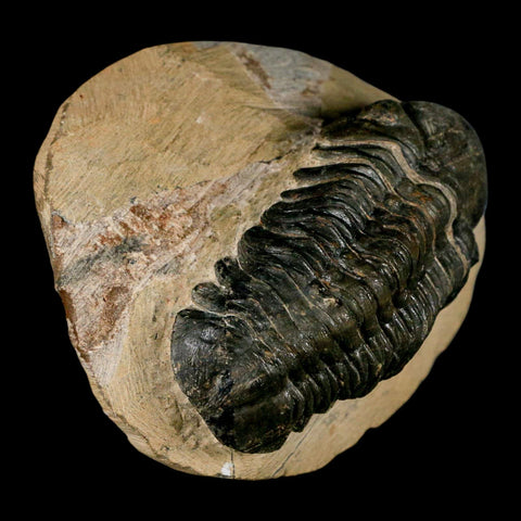 2.9" Reedops Cephalotes Trilobite Fossil Morocco Devonian Age 400 Mil Yrs Old COA - Fossil Age Minerals