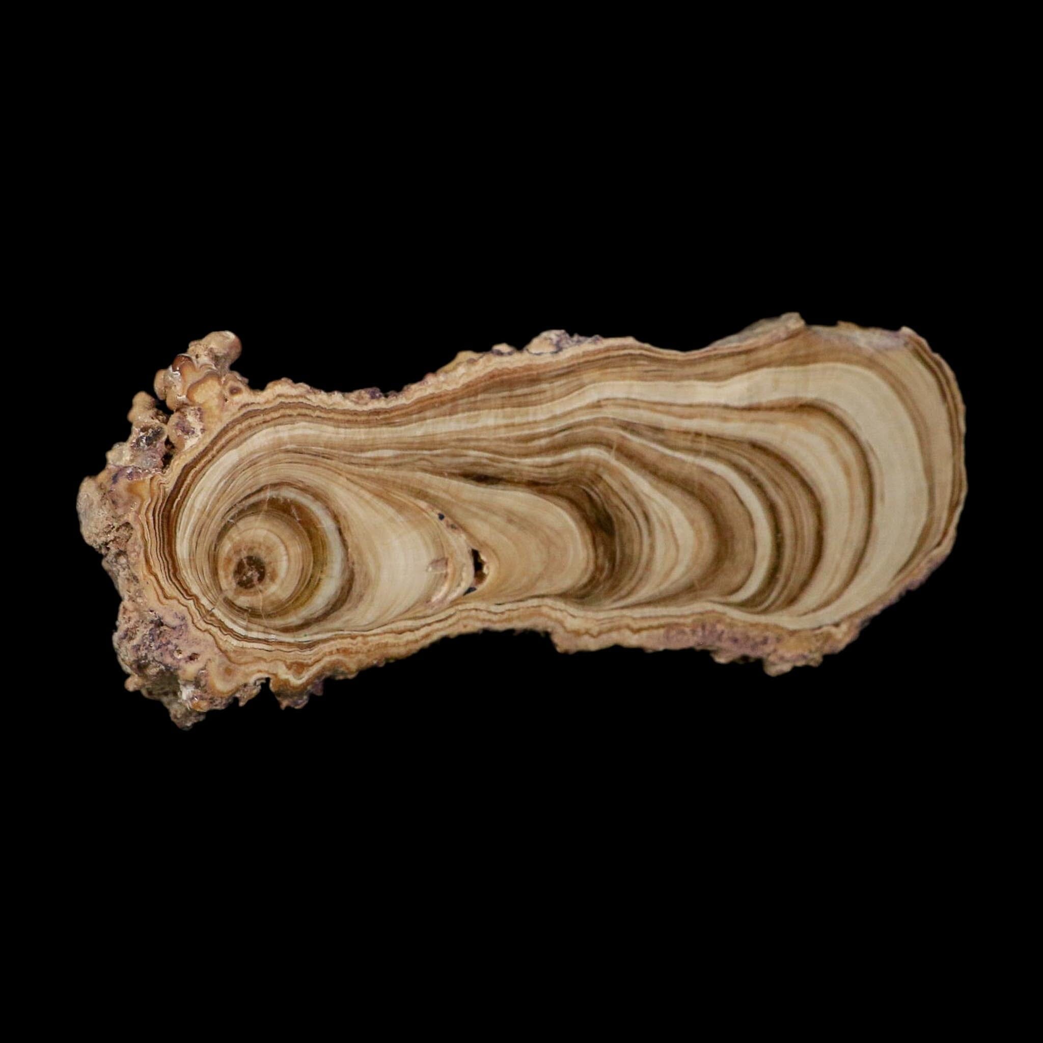 6.1" Aragonite Stalactite Slice Cave Calcite Crystal Mineral Specimen Morocco - Fossil Age Minerals
