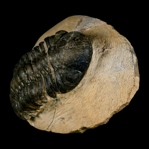 2.9" Reedops Cephalotes Trilobite Fossil Morocco Devonian Age 400 Mil Yrs Old COA - Fossil Age Minerals