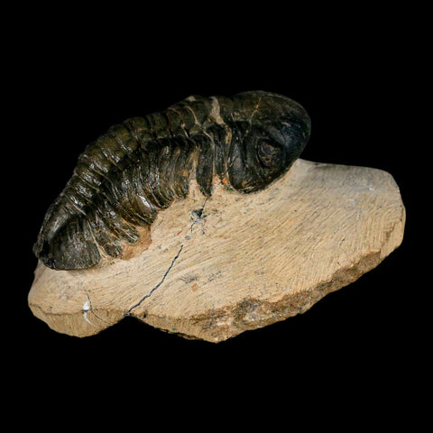 2.9" Reedops Cephalotes Trilobite Fossil Morocco Devonian Age 400 Mil Yrs Old COA - Fossil Age Minerals