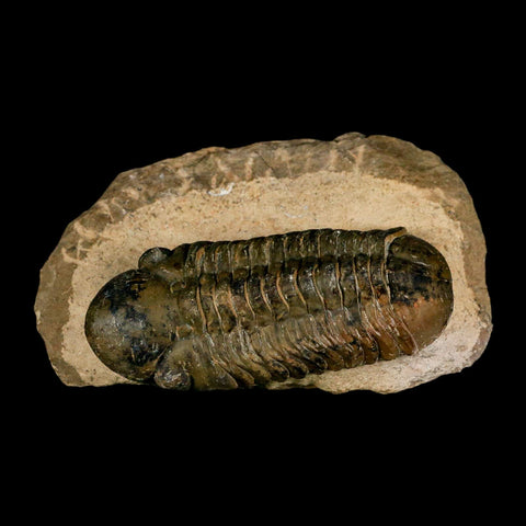 3" Reedops Cephalotes Trilobite Fossil Morocco Devonian Age 400 Mil Yrs Old COA - Fossil Age Minerals