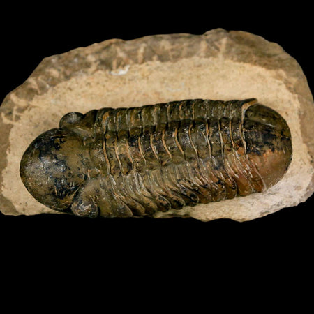 3" Reedops Cephalotes Trilobite Fossil Morocco Devonian Age 400 Mil Yrs Old COA