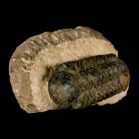 3" Reedops Cephalotes Trilobite Fossil Morocco Devonian Age 400 Mil Yrs Old COA - Fossil Age Minerals