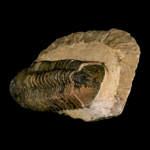 3" Reedops Cephalotes Trilobite Fossil Morocco Devonian Age 400 Mil Yrs Old COA - Fossil Age Minerals