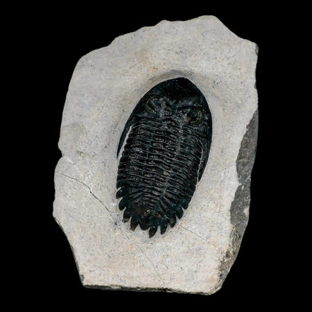 2.2" Metacanthina Issoumourensis Trilobite Fossil Devonian Age 400 Mil Yrs Old COA
