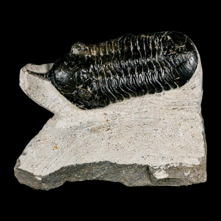 3.2" Morocconites Malladoides Trilobite Fossil Morocco Devonian Age Display COA