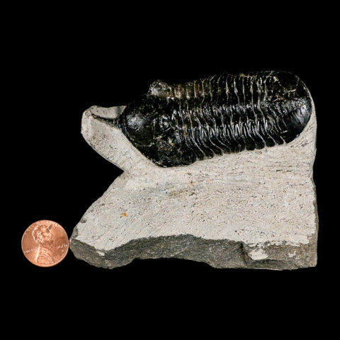 3.2" Morocconites Malladoides Trilobite Fossil Morocco Devonian Age Display COA - Fossil Age Minerals