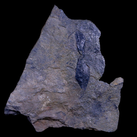 2.5" Unknown Leaf  66-56 Mil Yrs Old Paleocene Age Raton Formation Colorado - Fossil Age Minerals