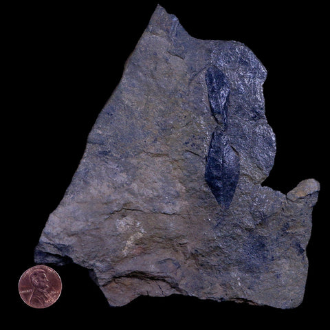 2.5" Unknown Leaf  66-56 Mil Yrs Old Paleocene Age Raton Formation Colorado - Fossil Age Minerals