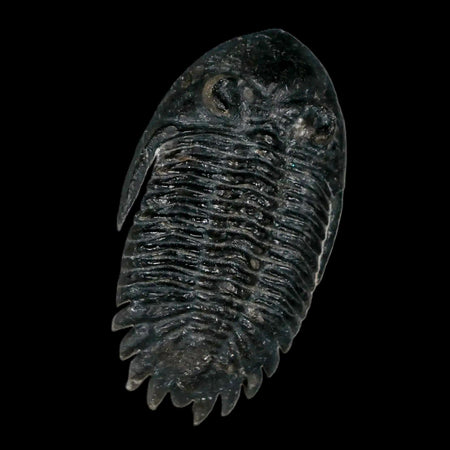 2.2" Metacanthina Issoumourensis Trilobite Fossil Devonian Age 400 Mil Yrs Old COA