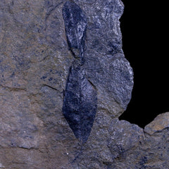 Raton Formation Colorado Plant Fossils