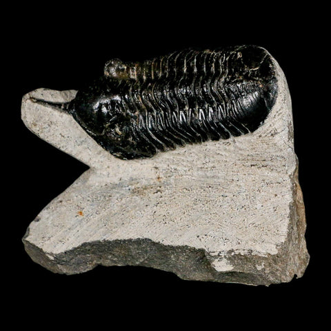 3.2" Morocconites Malladoides Trilobite Fossil Morocco Devonian Age Display COA - Fossil Age Minerals