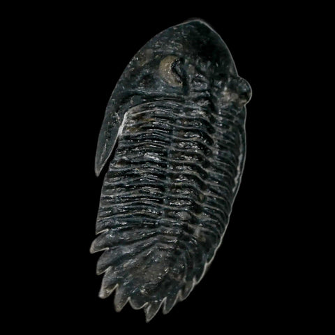 2.2" Metacanthina Issoumourensis Trilobite Fossil Devonian Age 400 Mil Yrs Old COA - Fossil Age Minerals