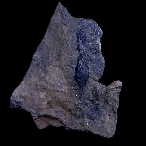 2.5" Unknown Leaf  66-56 Mil Yrs Old Paleocene Age Raton Formation Colorado - Fossil Age Minerals