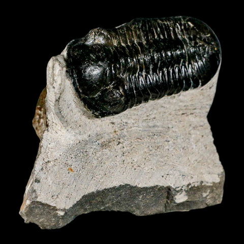 3.2" Morocconites Malladoides Trilobite Fossil Morocco Devonian Age Display COA - Fossil Age Minerals