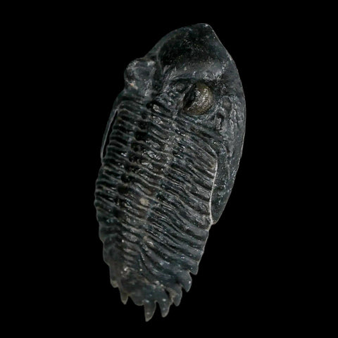 2.2" Metacanthina Issoumourensis Trilobite Fossil Devonian Age 400 Mil Yrs Old COA - Fossil Age Minerals