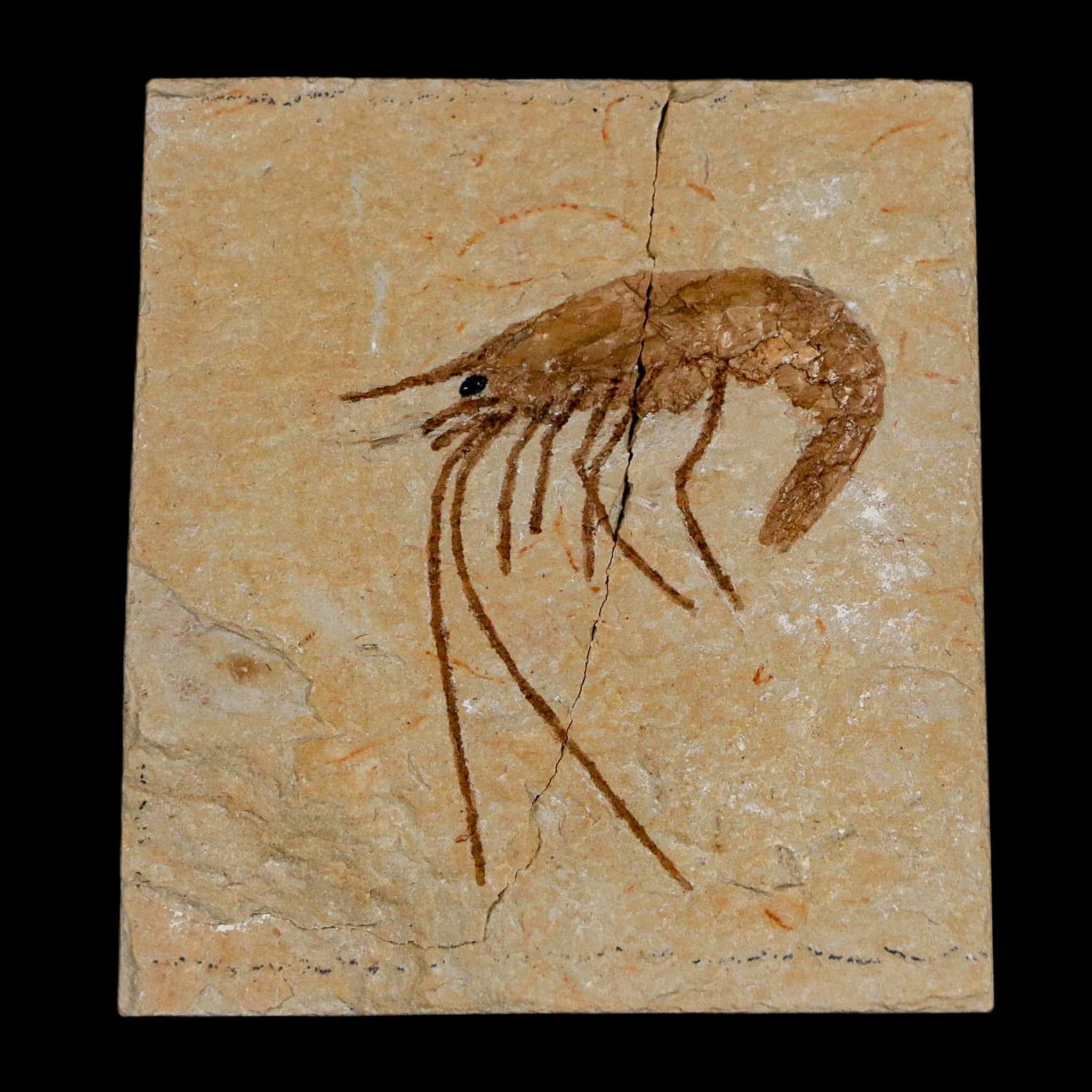 1.4" Fossil Shrimp Carpopenaeus Cretaceous Age 100 Mil Yrs Old Lebanon COA - Fossil Age Minerals