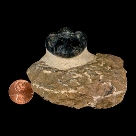 2.8" Reedops Cephalotes Trilobite Fossil Morocco Devonian Age 400 Mil Yrs Old COA - Fossil Age Minerals