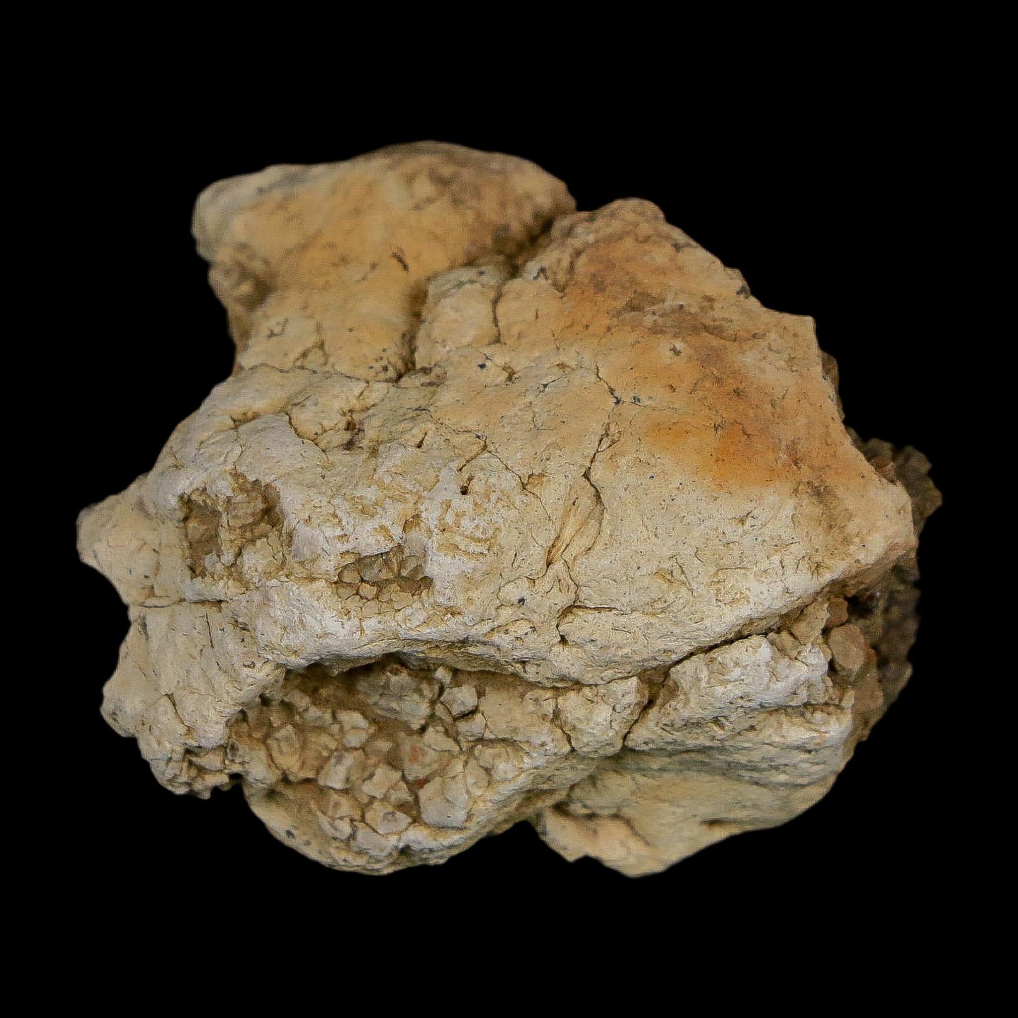 1.4" Tyrannosaurus Rex Fossil Bone Dinosaur Lance Creek Formation Wyoming COA - Fossil Age Minerals