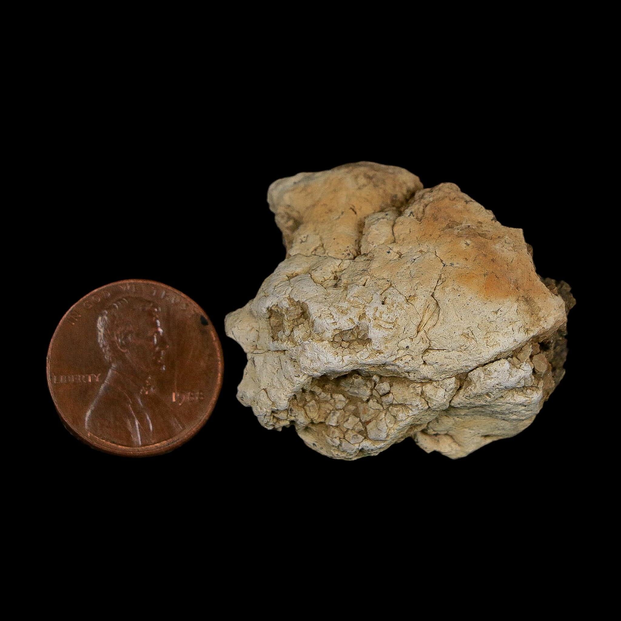 1.4" Tyrannosaurus Rex Fossil Bone Dinosaur Lance Creek Formation Wyoming COA - Fossil Age Minerals